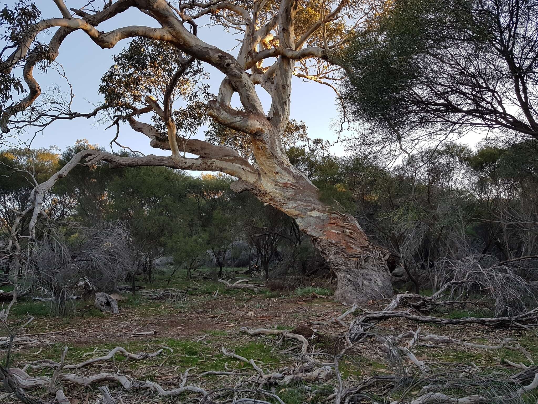 Image of Blakely's Red Gum