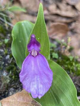 Image of Roscoea bhutanica Ngamr.