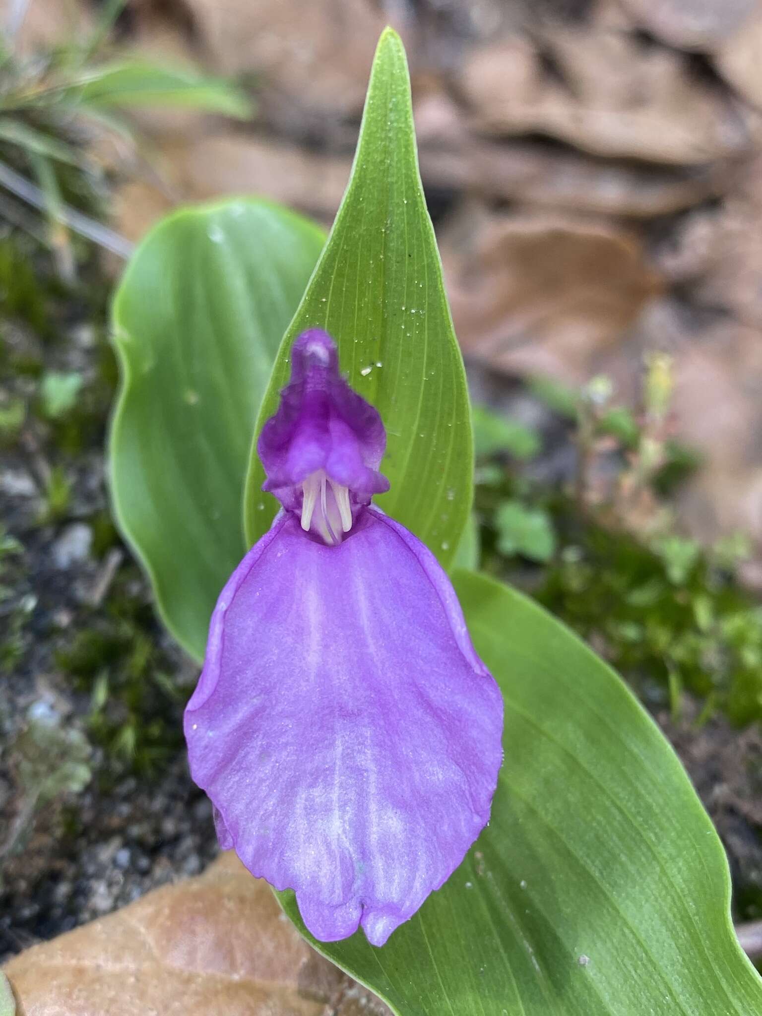 Image of Roscoea bhutanica Ngamr.