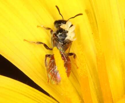 Image of Lasioglossum hemichalceum (Cockerell 1923)