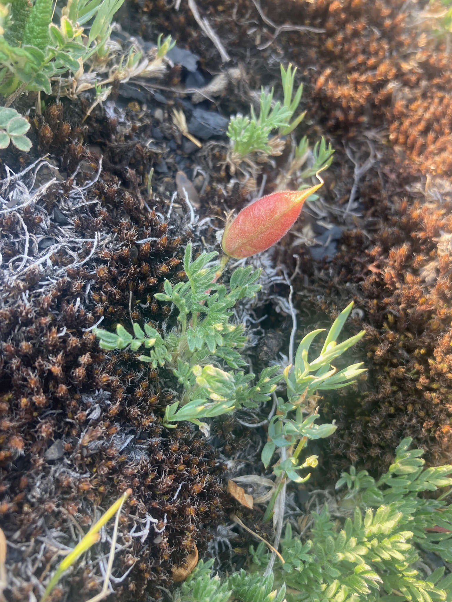 Image of stalkpod locoweed