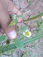 Image of sharpleaf groundcherry and Wright groundcherry