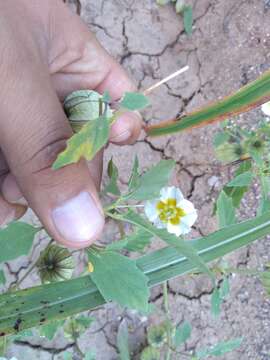 Plancia ëd Physalis acutifolia (Miers) Sandwith