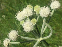 Image of Swamp Whiteheads