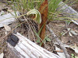 Image of Pterostylis erythroconcha M. A. Clem. & D. L. Jones