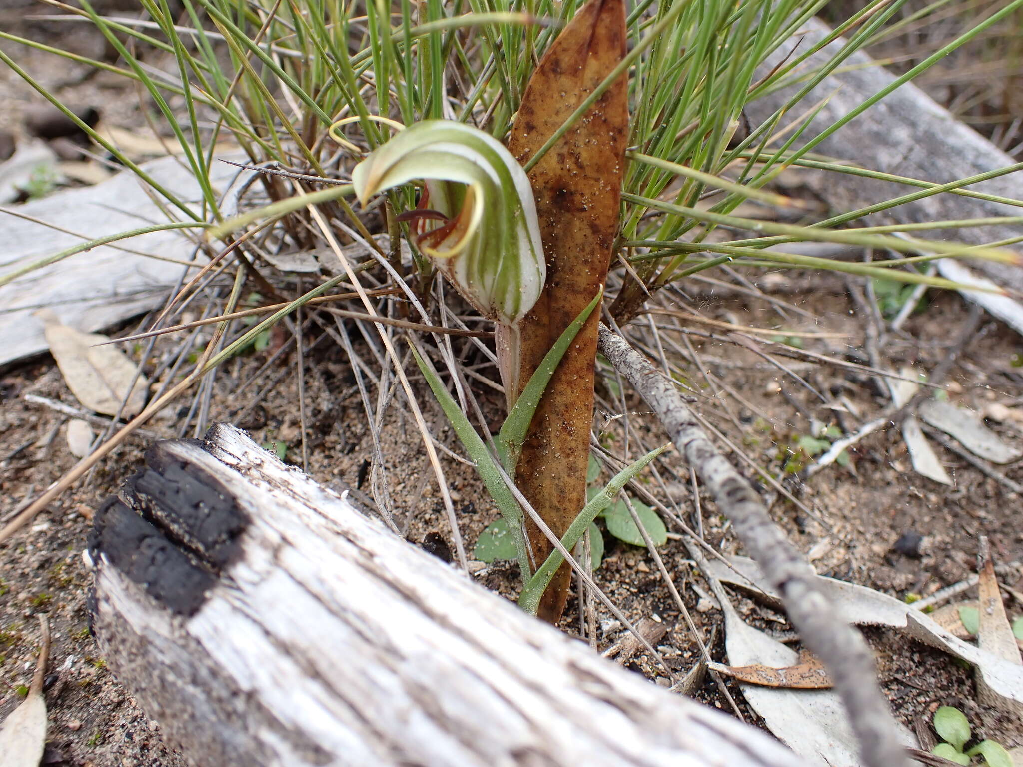 Image of Pterostylis erythroconcha M. A. Clem. & D. L. Jones