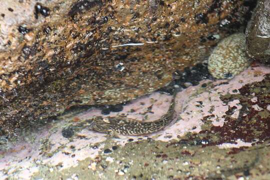 Image of Rock-pool Blenny