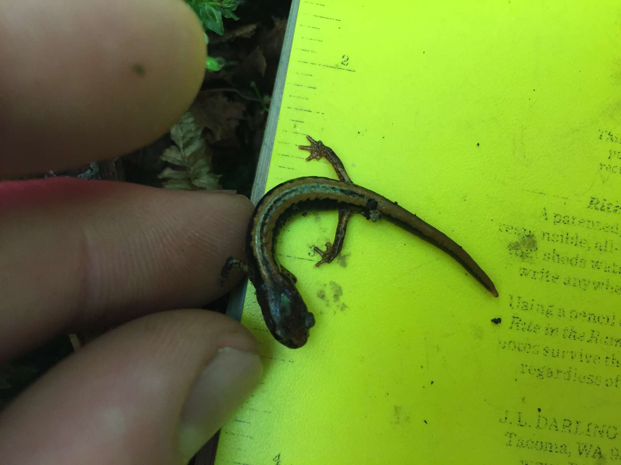 Image of Larch Mountain salamander