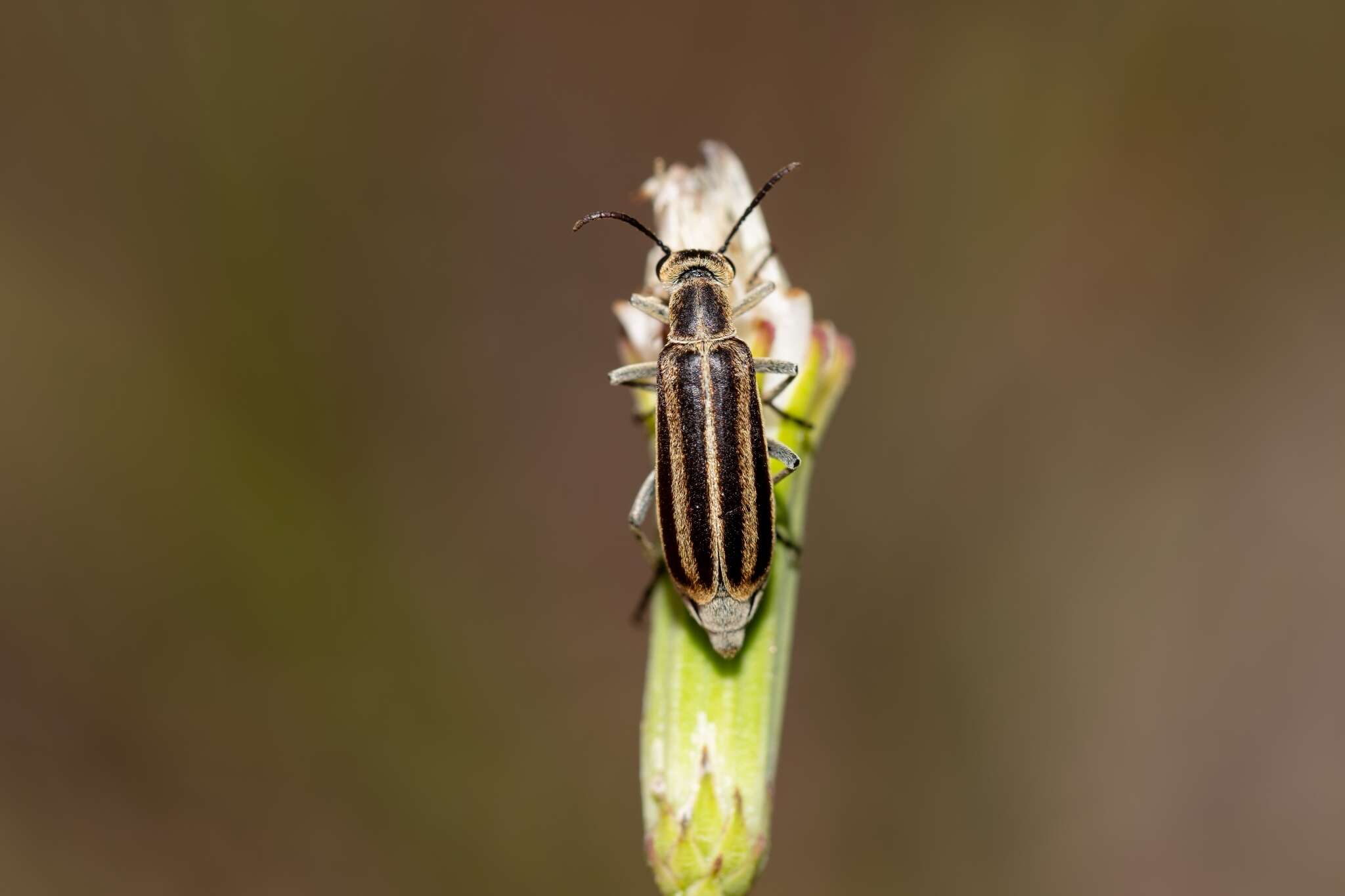 Image of Epicauta (Epicauta) strigosa (Gyllenhal 1817)