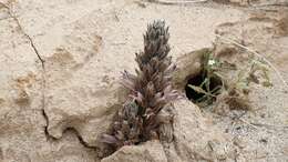 Image of desert broomrape