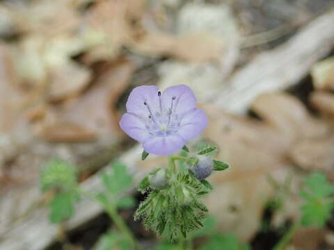 Phacelia maculata Wood的圖片