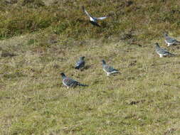 Image of Chatham Island pigeon