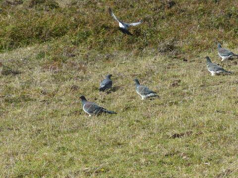 Image of Chatham Island pigeon