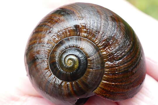 Image of Powelliphanta lignaria (Hutton 1888)