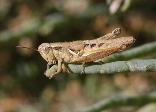 Melanoplus gracilipes Scudder & S. H. 1897的圖片