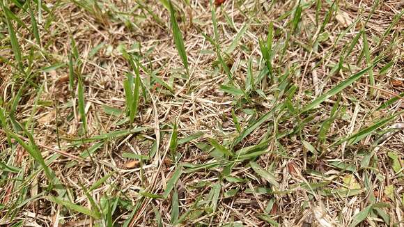 Image of Japanese Zoysiagrass