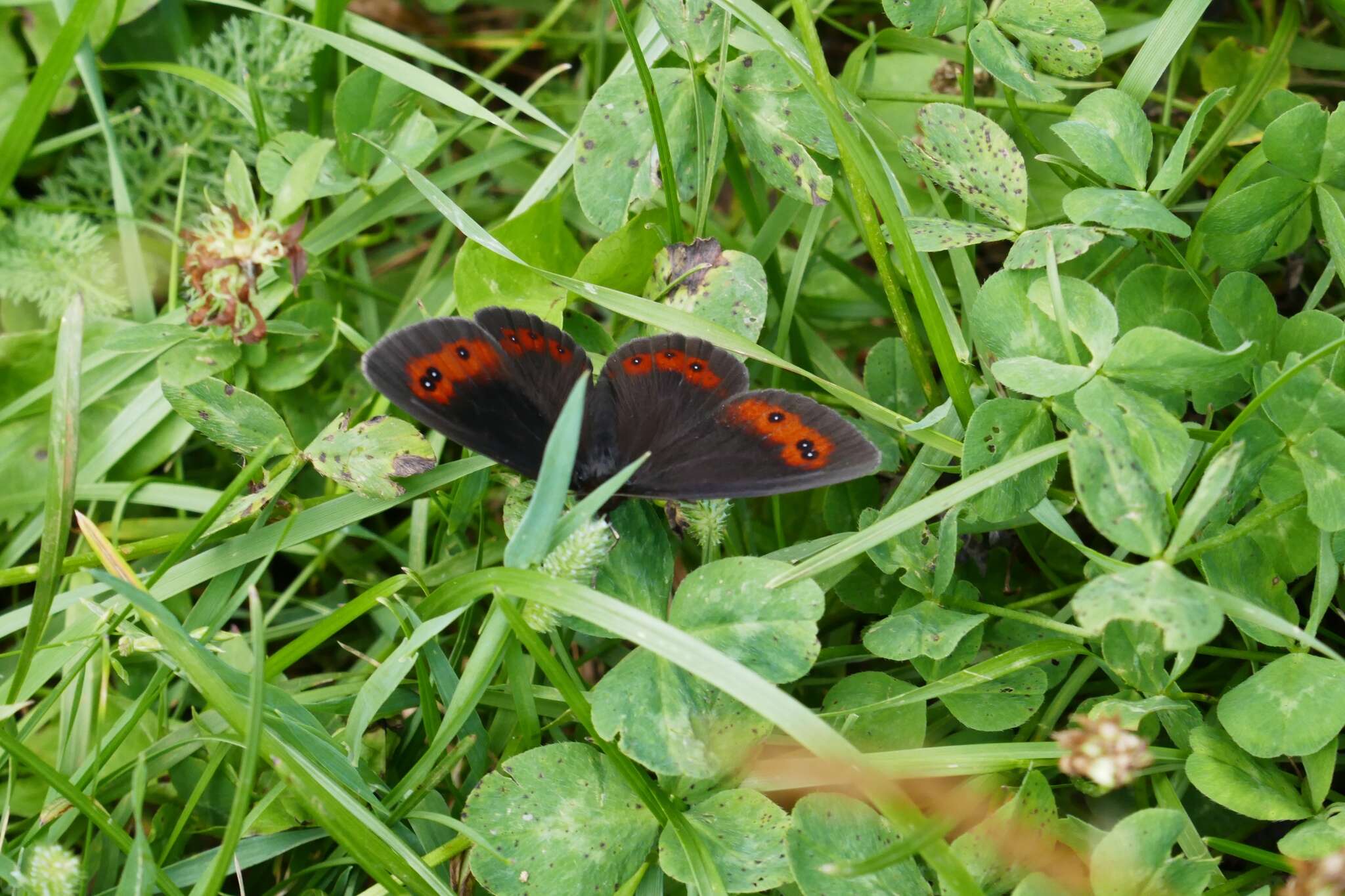 Image of scotch argus