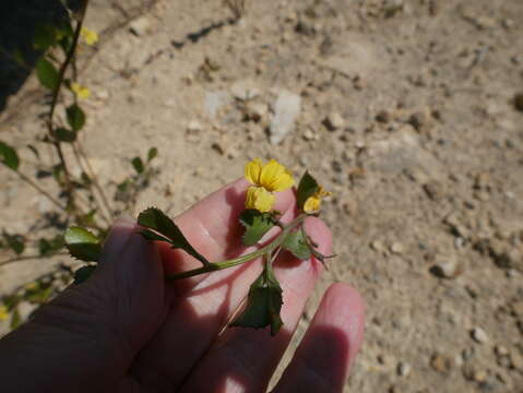 Image of Goodenia varia R. Br.