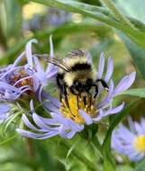 Imagem de Bombus vagans bolsteri Franklin 1913