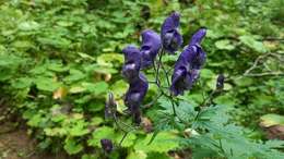 Aconitum nasutum Rchb.的圖片