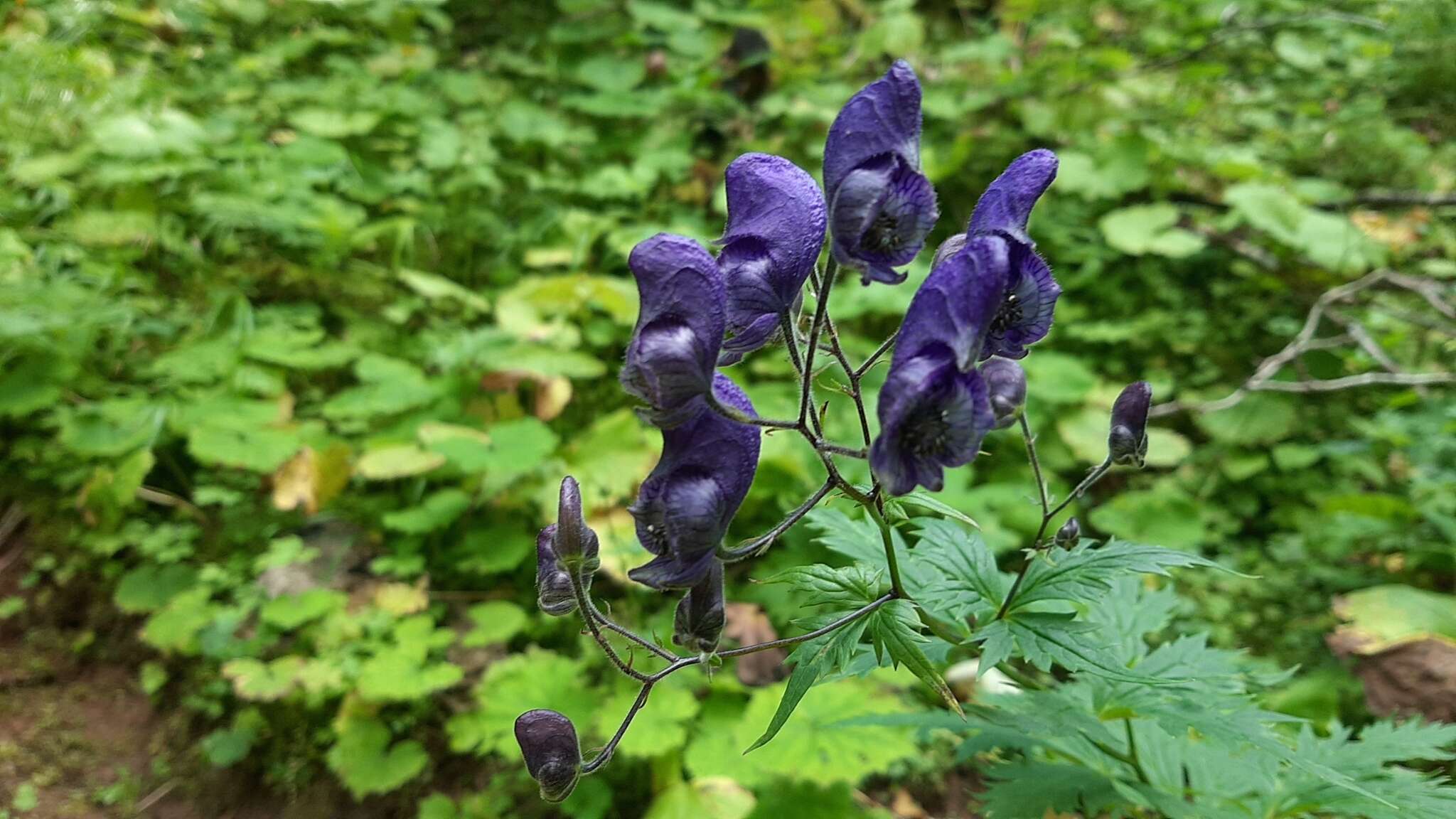 Aconitum nasutum Rchb.的圖片