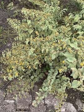 Image of Waltheria ovata Cav.