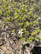 Image de Olearia muelleri (Sonder) Benth.