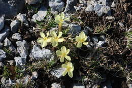 Image of Gentiana verna subsp. oschtenica (Kuzn.) J. J. Halda