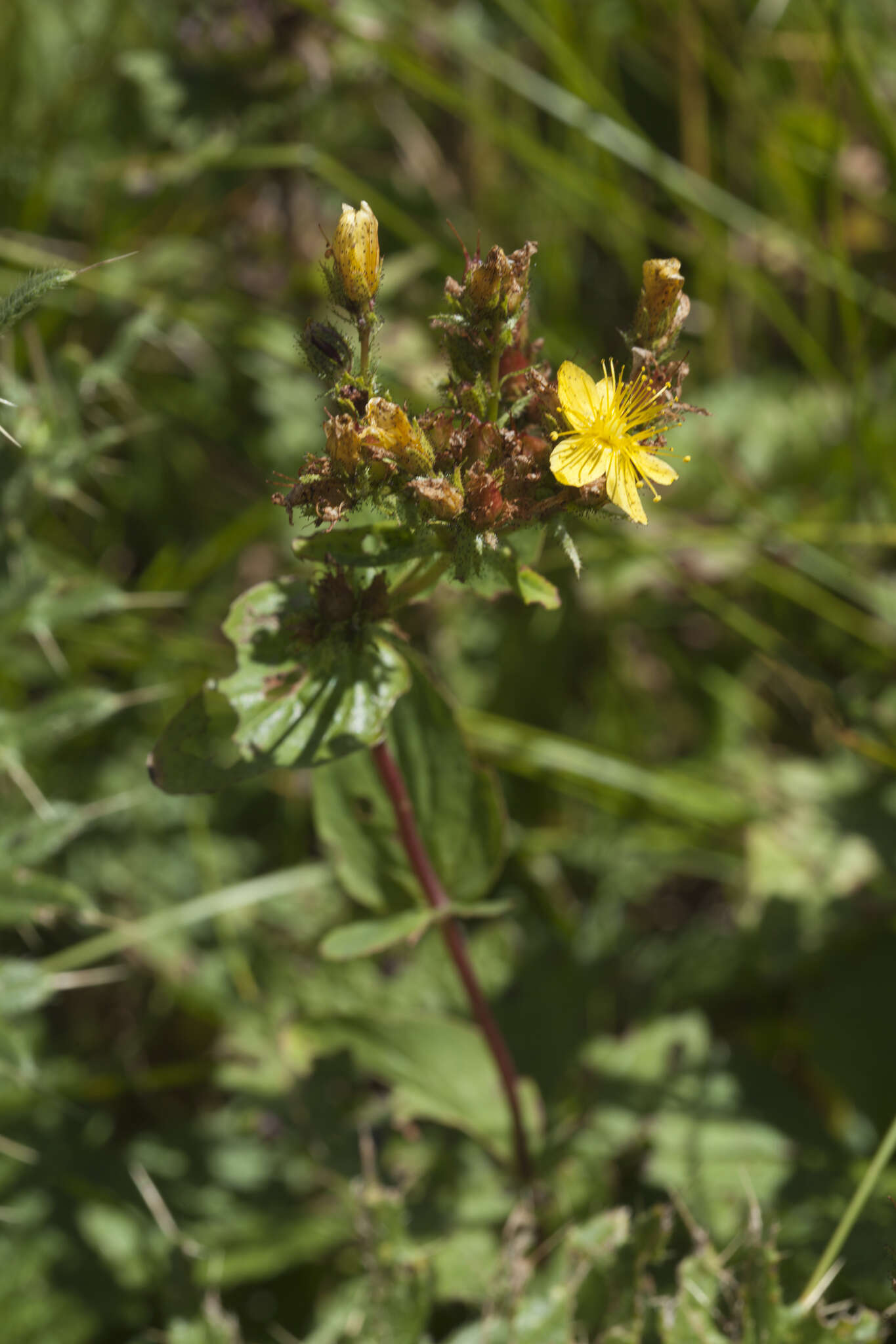 صورة Hypericum bithynicum Boiss.