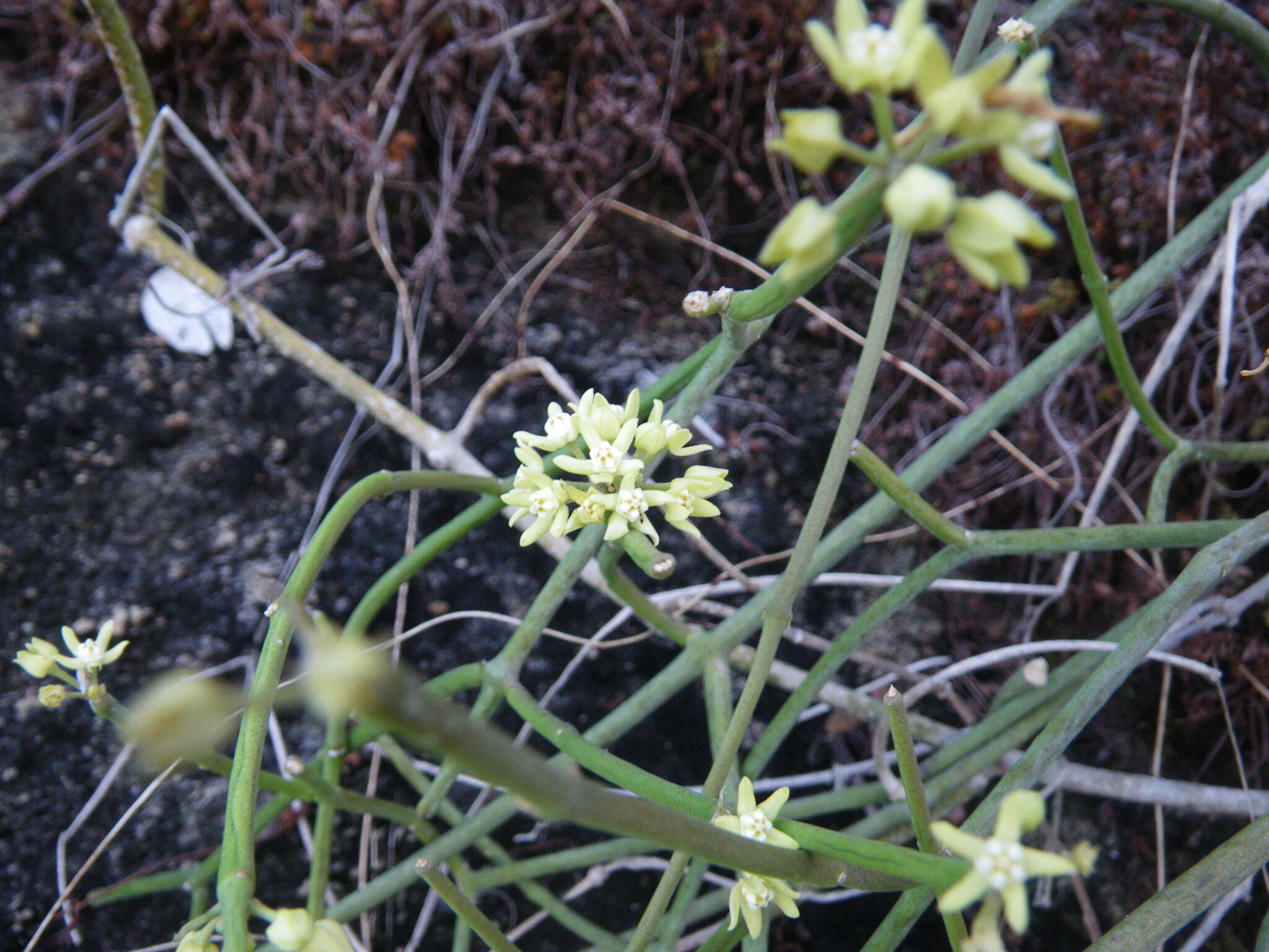 Image of Cynanchum viminale subsp. australe (R. Br.)