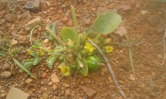 Image of gooseberry gourd