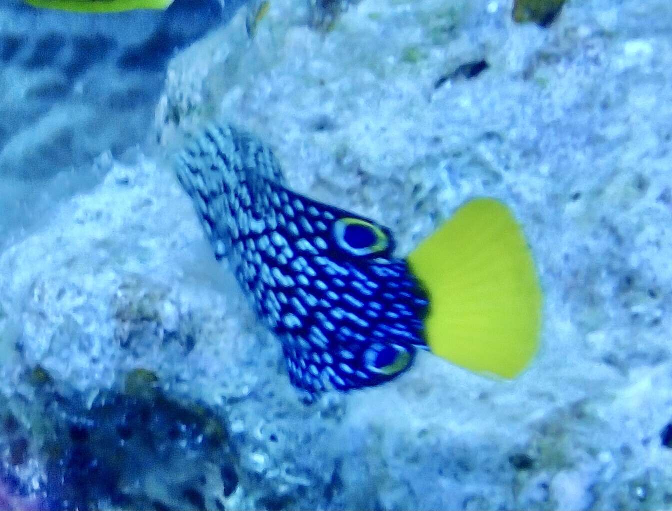 Image of Dotted Wrasse