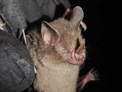 Image of dwarf little fruit bat