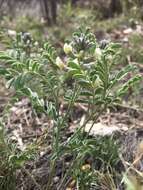 Image of silky sophora