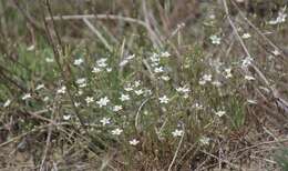 صورة Sabulina glaucina (Dvoráková) Dillenb. & Kadereit