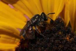 Lasioglossum petrellum (Cockerell 1903)的圖片