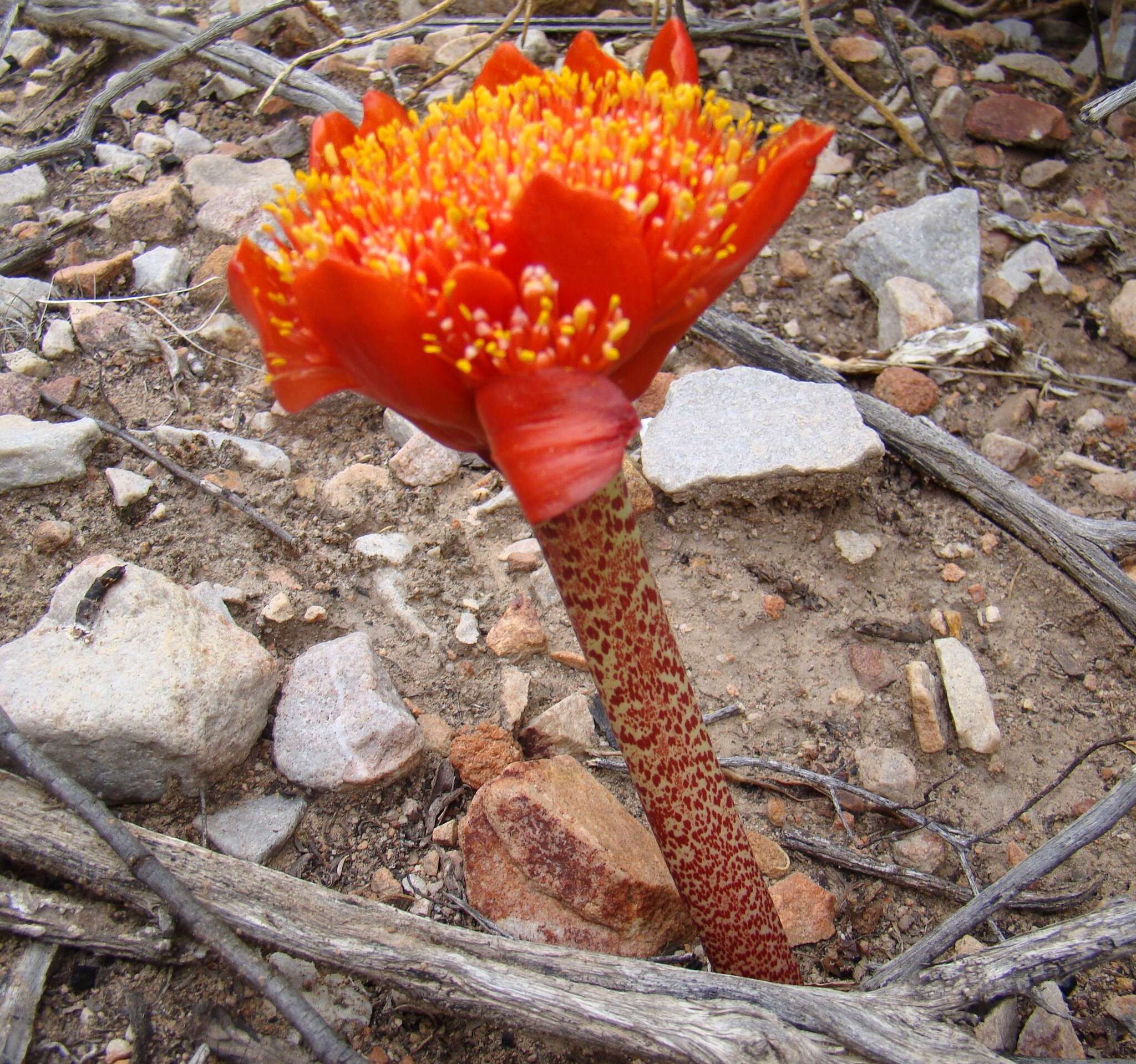 Imagem de Haemanthus coccineus L.