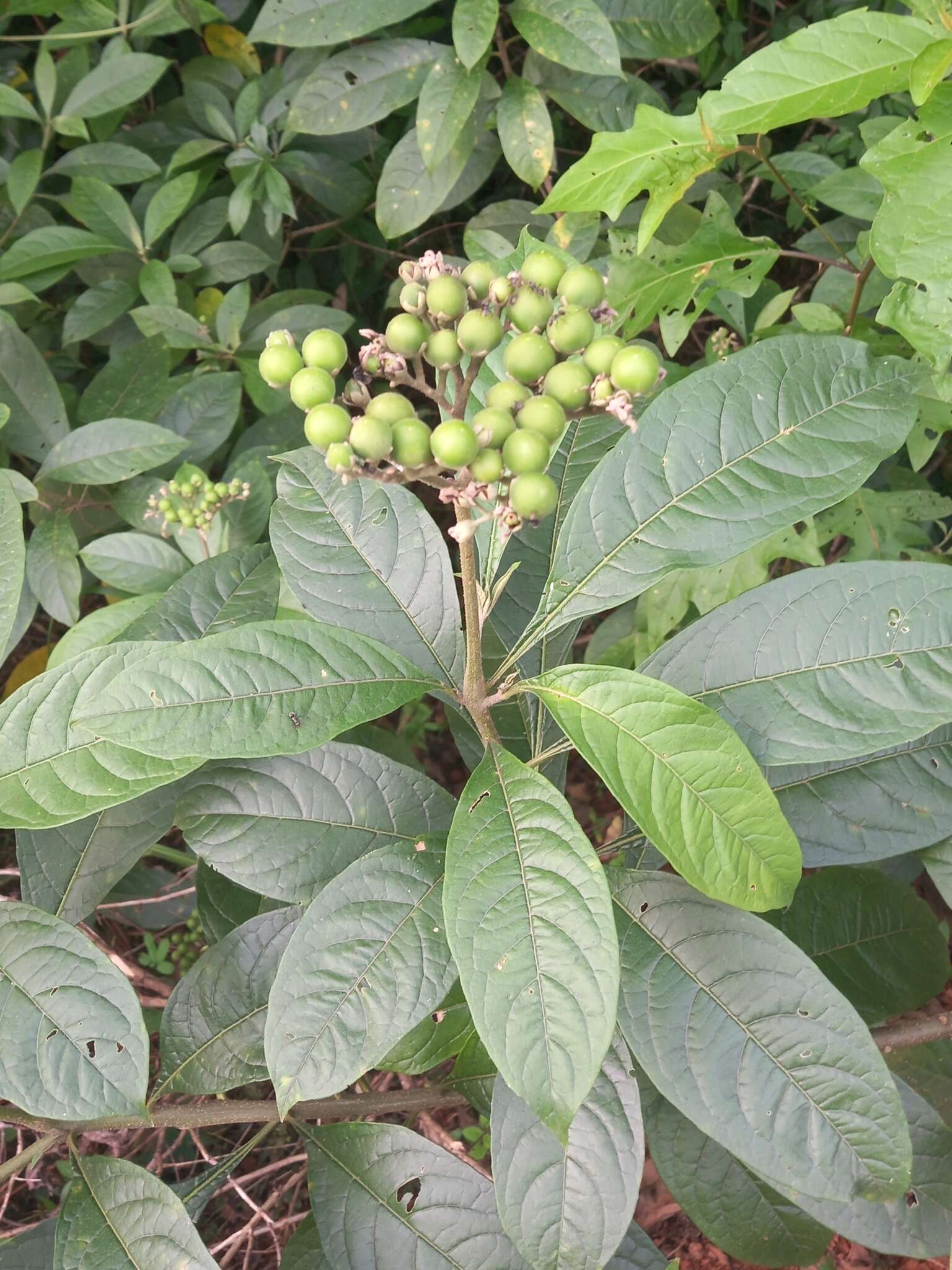 Image of Solanum asperum L. A. Rich.