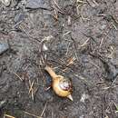 Image of Oregon Forestsnail