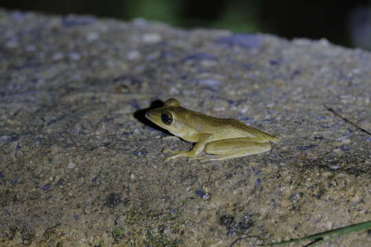 Image of Polypedates discantus Rujirawan, Stuart & Aowphol 2013