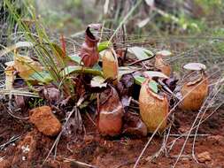 Image of Nepenthes peltata Sh. Kurata