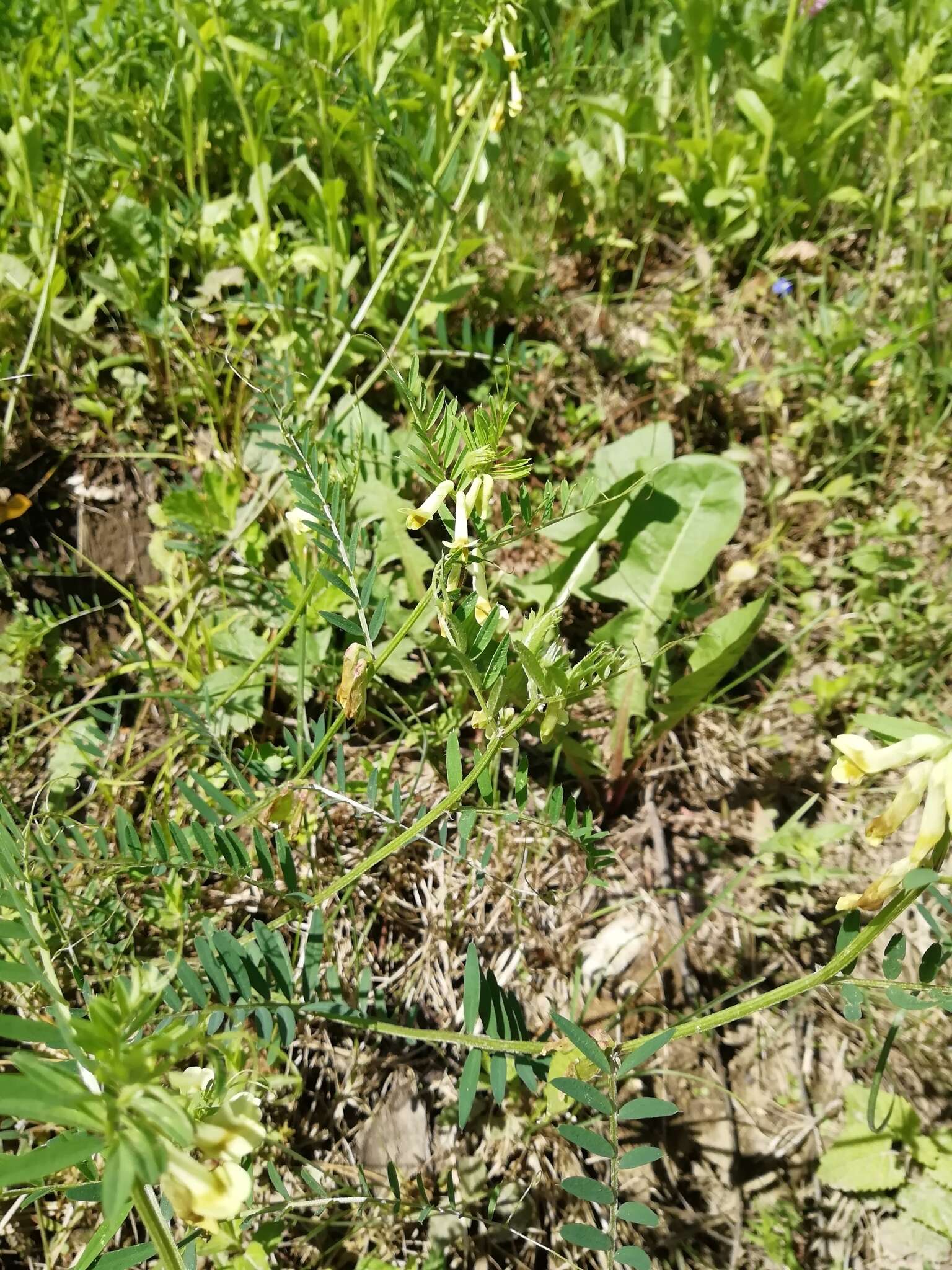 Image of Vicia ciliatula Lipsky