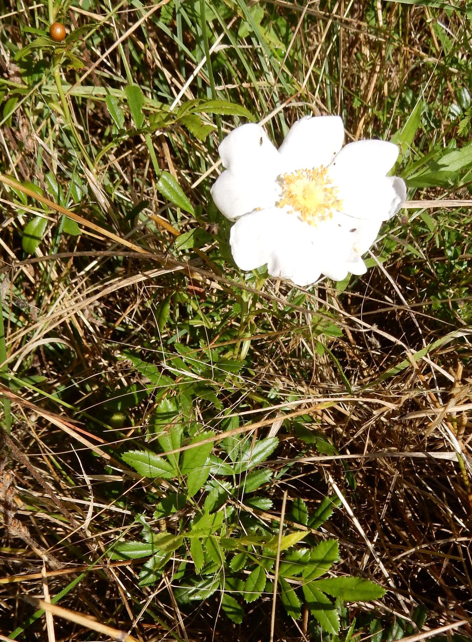 Image of white prairie rose