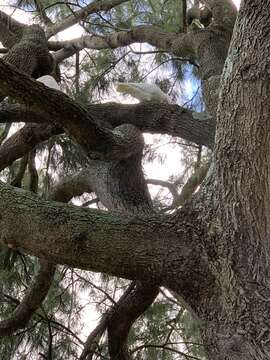 Image of Long-billed Corella