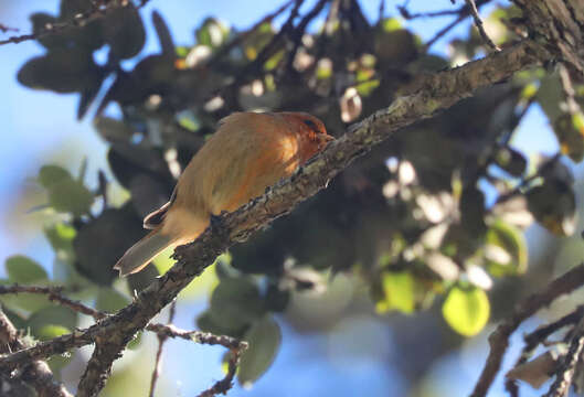 Image of Loxops Cabanis 1847