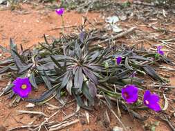 Image of Calandrinia balonensis Lindl.