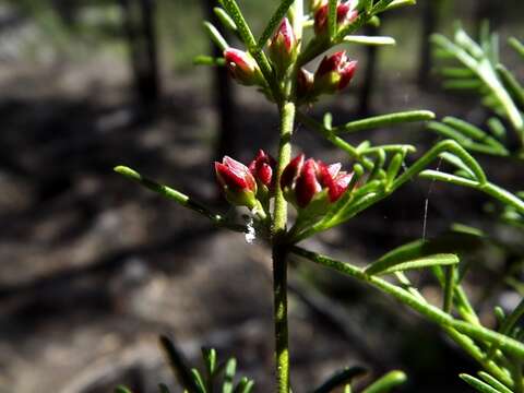 Image of Cyanothamnus occidentalis