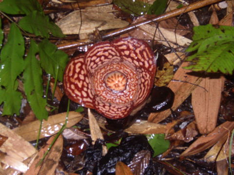 Image of <i>Rafflesia pricei</i> W. Meijer