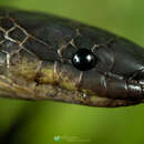 Image of Pinchinda Snake