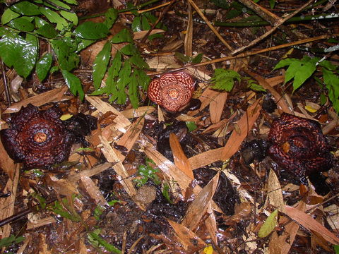 Image of <i>Rafflesia pricei</i> W. Meijer